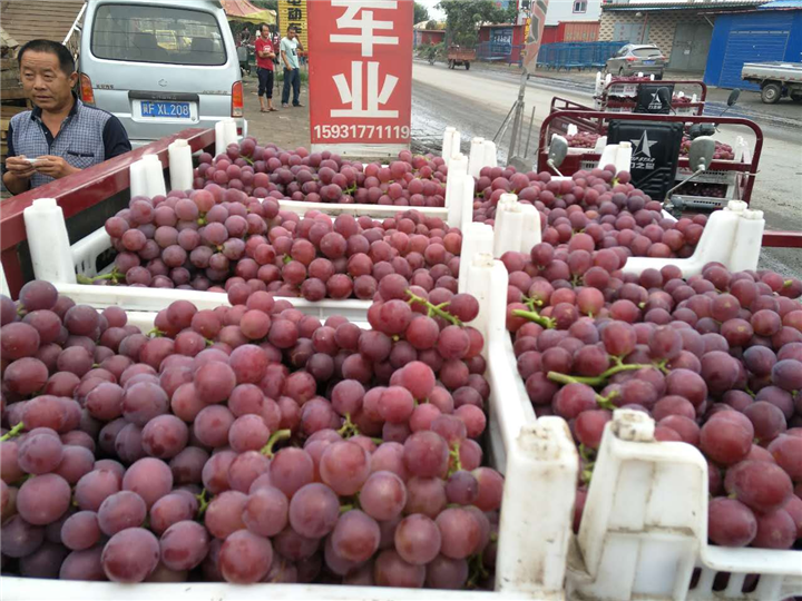 巨峰葡萄