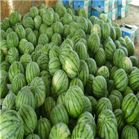 河北西瓜种植a保定西瓜代办