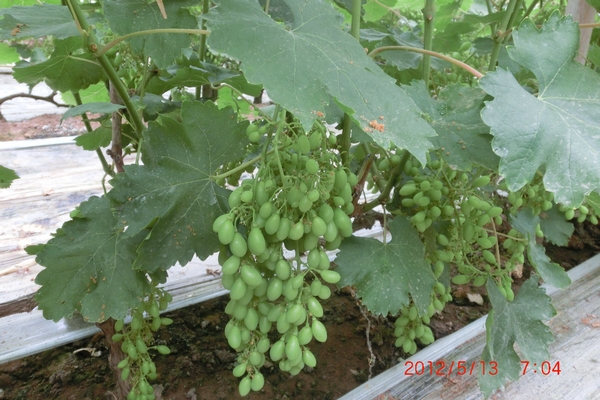 河北保定王盘葡萄