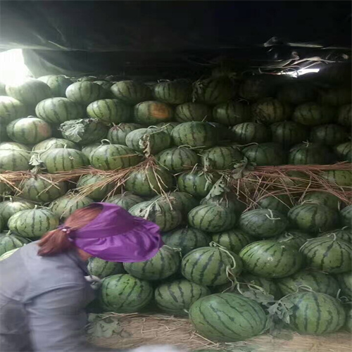 保定大量供应西瓜西瓜