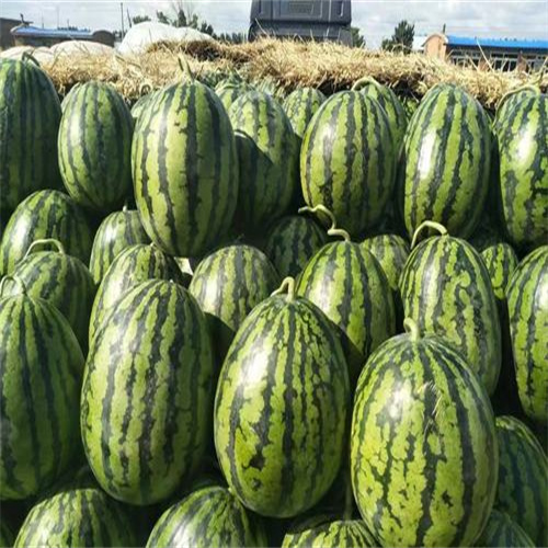 保定市葡萄总代理厂家
