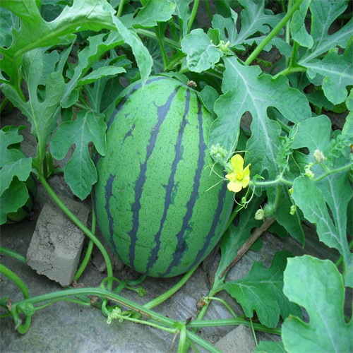 保定水果蔬菜批发市场