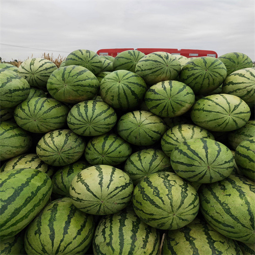 保定农产品批发市场