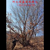 独杆蒙古栎#河北独杆蒙古栎
