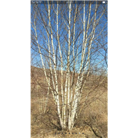 河北丛生白桦树种植方法