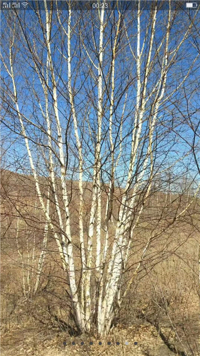 河北丛生白桦树种植方法
