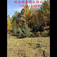 云杉销售、河北承德云杉