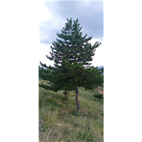 河北油松苗木基地的选地整地