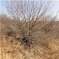 河北山丁子苗