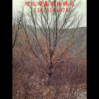 河北丛生蒙古栎销售#哪里有丛生蒙古栎