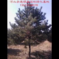 河北五角枫(独杆/丛生)