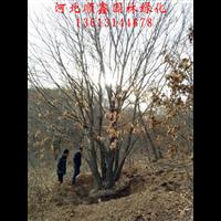 河北承德独杆蒙古栎#独杆蒙古栎销售