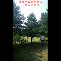 河北油松%河北承德油松价格