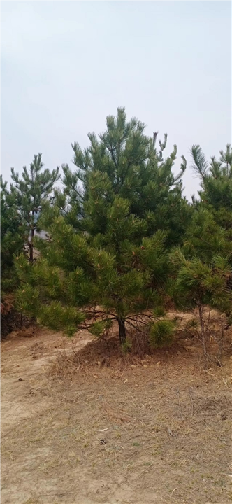 河北油松苗木常见的害虫