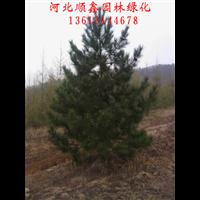 油松树运输、承德油松