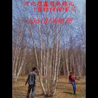 丛生白桦#河北白桦