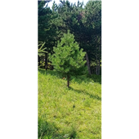 土壤板结会对河北油松苗木造成哪些危害