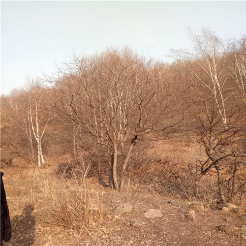 河北山丁子
