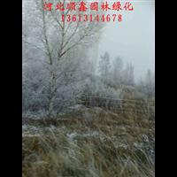 河北丛生白桦基地#出售丛生白桦