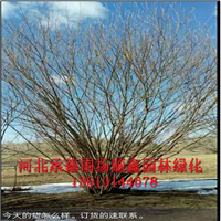 富贵柳 