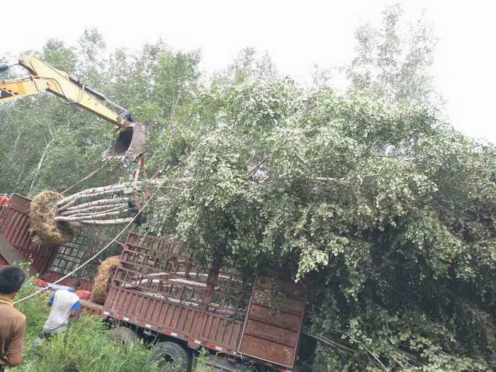 承德白桦基地￥白桦供应商