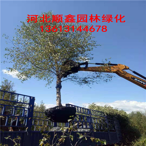 2018年单株白桦/河北白桦