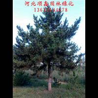 油松供应￥绿化苗木油松
