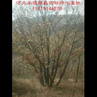 承德独杆白桦供应