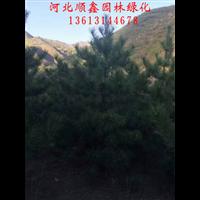 河北油松、承德油松