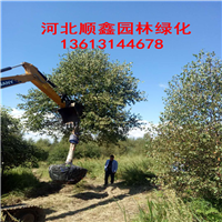 河北承德白桦/单株白桦