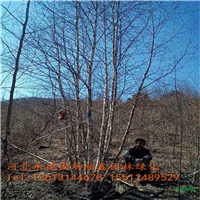河北白桦价格=河北白桦基地