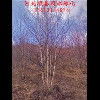 河北独杆白桦基地%独杆白桦价格运输