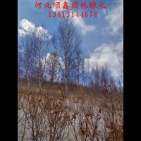 承德独杆白桦#河北独杆白桦