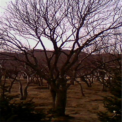 山丁子基地&河北山丁子销售 