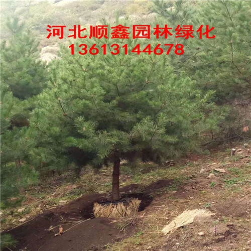 河北油松基地-围场油松批发
