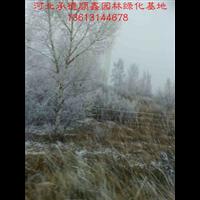 2017**绿化苗木价格#河北云杉