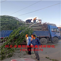 河北新疆杨树价格#河北绿化苗木 