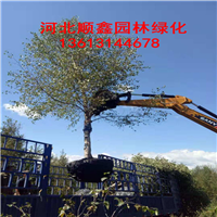 2018年单株白桦/河北白桦