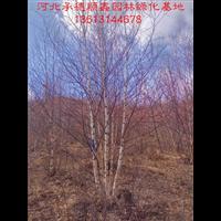 2017围场**苗木河北白桦#河北蒙古栎