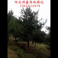 油松基地￥河北油松