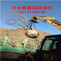 蒙古栎批发价格￥河北蒙古栎