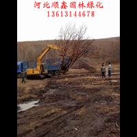 丛生蒙古栎供应￥河北承德蒙古栎