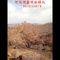 丛生蒙古栎#河北蒙古栎
