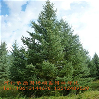 围场云杉基地=河北云杉销售