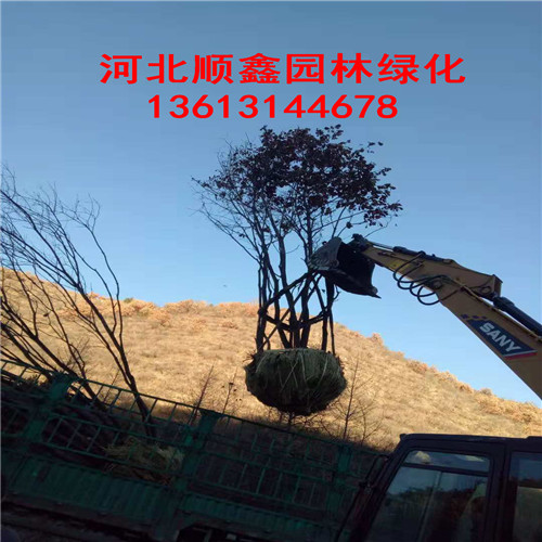 河北承德蒙古栎-围场蒙古栎