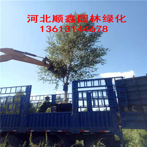 白桦树-河北单株白桦