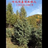 云杉基地、河北云杉