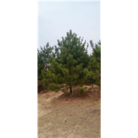 河北油松苗木常见的害虫