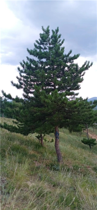 河北油松苗木基地的选地整地