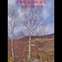 独杆白桦基地#野生独杆白桦